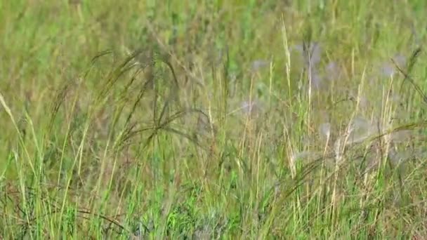 Hierba Balancea Viento Hierba Plumas Viento — Vídeo de stock