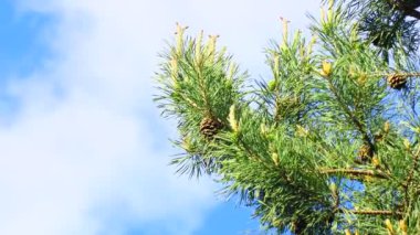 Çam dalları gökyüzüne karşı