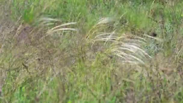 Grass Sways Wind Feather Grass Wind — Stock Video