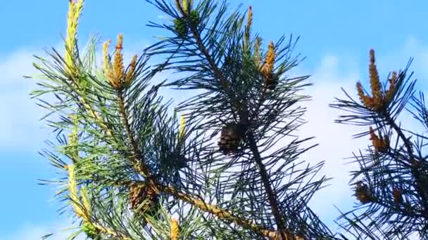 松树枝干在天空中 — 图库视频影像
