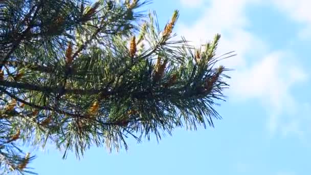 하늘을 배경으로 소나무 — 비디오