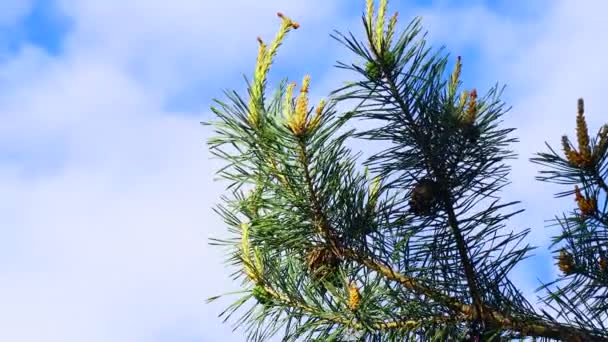 하늘을 배경으로 소나무 — 비디오