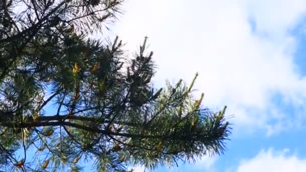 Kiefernzweige Gegen Den Himmel — Stockvideo