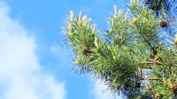 Dennentakken Tegen Lucht — Stockvideo