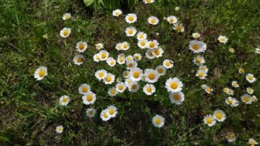 Güzel beyaz papatyalar. Rüzgardaki kır çiçekleri. bahar beyaz çiçekleri