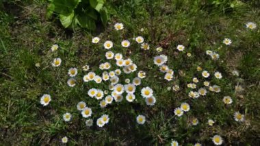 Güzel beyaz papatyalar. Rüzgardaki kır çiçekleri. bahar beyaz çiçekleri