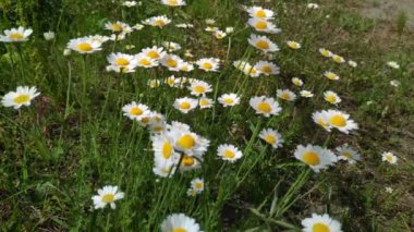 Güzel beyaz papatyalar. Rüzgardaki kır çiçekleri. bahar beyaz çiçekleri