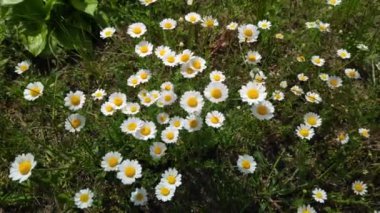 Güzel beyaz papatyalar. Rüzgardaki kır çiçekleri. bahar beyaz çiçekleri
