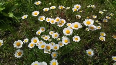 Güzel beyaz papatyalar. Rüzgardaki kır çiçekleri. bahar beyaz çiçekleri