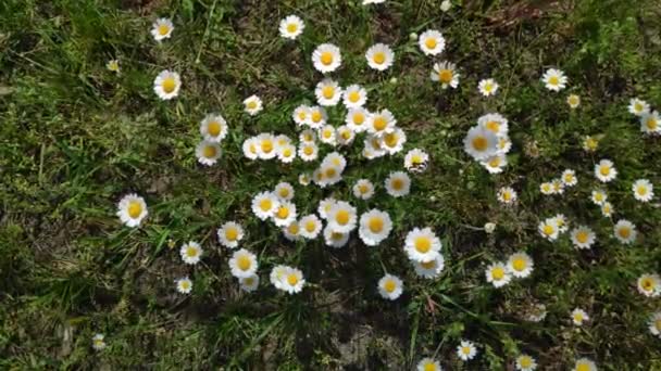 Красиві Білі Ромашки Дикі Квіти Вітрі Весняні Білі Квіти — стокове відео
