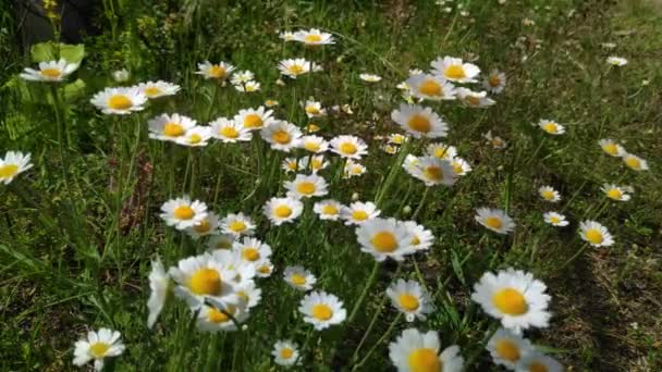 Schöne Weiße Gänseblümchen Wildblumen Wind Frühling Weiße Blüten — Stockvideo