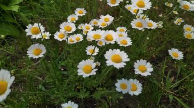 Güzel beyaz papatyalar. Rüzgardaki kır çiçekleri. bahar beyaz çiçekleri