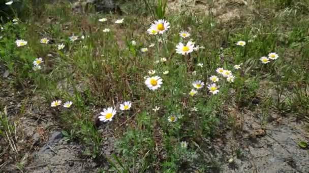 美丽的白色雏菊 野花在风中飘扬 春白花 — 图库视频影像