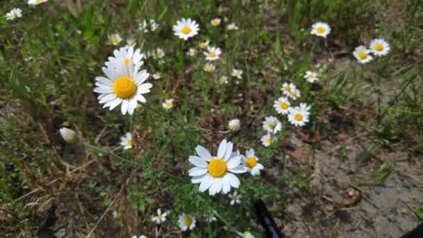 Vackra Vita Prästkragar Vilda Blommor Vinden Vårvita Blommor — Stockvideo