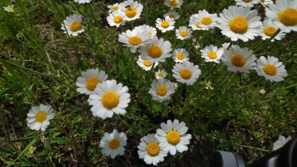 Mooie Witte Madeliefjes Wilde Bloemen Wind Lente Witte Bloemen — Stockvideo