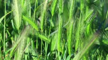 Yeşil mısır kulakları. Rüzgar yeşil kulakları sallıyor