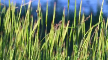 Yeşil mısır kulakları. Rüzgar yeşil kulakları sallıyor