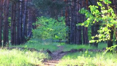 Akşam bir çam ormanında. Ormandaki ağaçların gölgeleri. uzun çam ağaçları