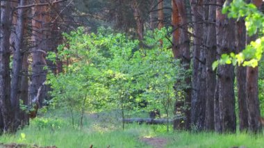 Akşam bir çam ormanında. Ormandaki ağaçların gölgeleri. uzun çam ağaçları