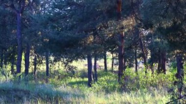 Akşam bir çam ormanında. Ormandaki ağaçların gölgeleri. uzun çam ağaçları