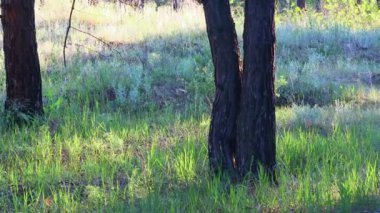 Akşam bir çam ormanında. Ormandaki ağaçların gölgeleri. uzun çam ağaçları
