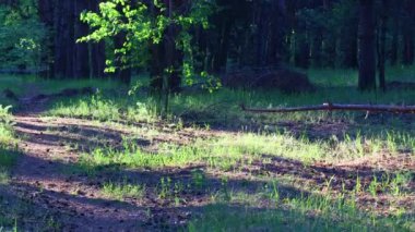 Akşam bir çam ormanında. Ormandaki ağaçların gölgeleri. uzun çam ağaçları
