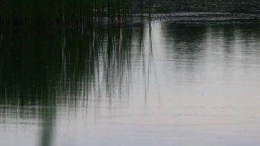 Suyun genişliği. Küçük dalgalar. Sudaki yansıma