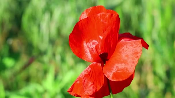 Beautiful Red Poppy Poppy Petals — Stock Video