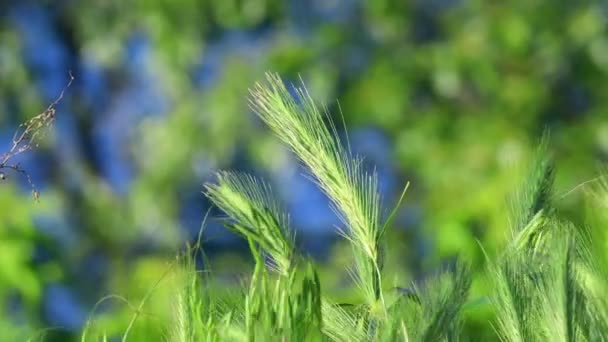 épis verts de maïs. vent balaye les oreilles vertes 