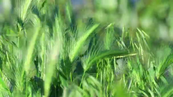 Espigas Verdes Maíz Viento Balancea Las Orejas Verdes — Vídeo de stock