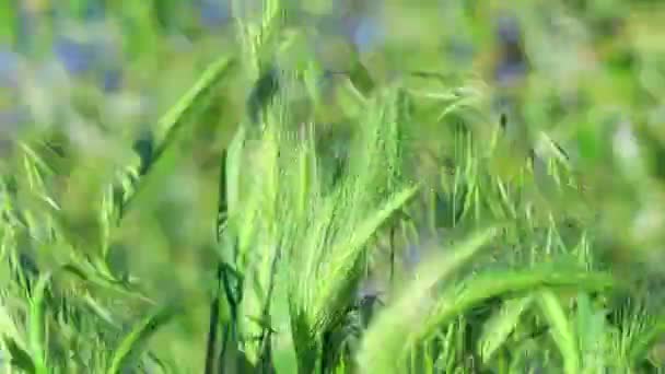 Зеленые Кукурузные Уши Ветра Качается Зеленые Уши — стоковое видео