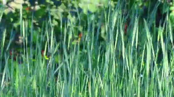 Épis Verts Maïs Vent Balaye Les Oreilles Vertes — Video