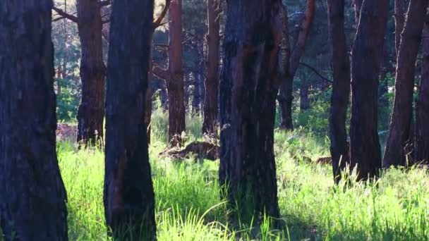 Βράδυ Πευκοδάσος Σκιές Από Δέντρα Στο Δάσος Ψηλά Πεύκα — Αρχείο Βίντεο