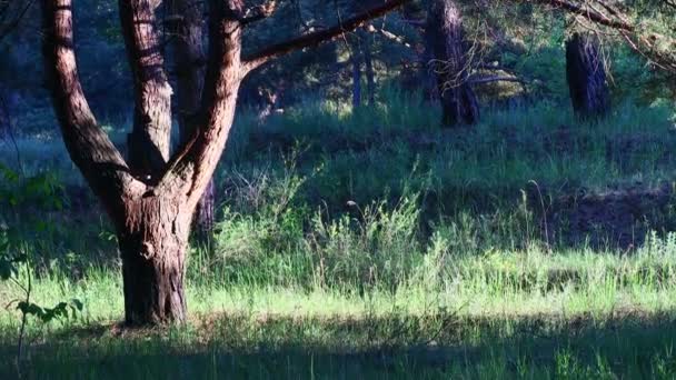 晚上在松林里 森林中树木的阴影 高大的松树 — 图库视频影像