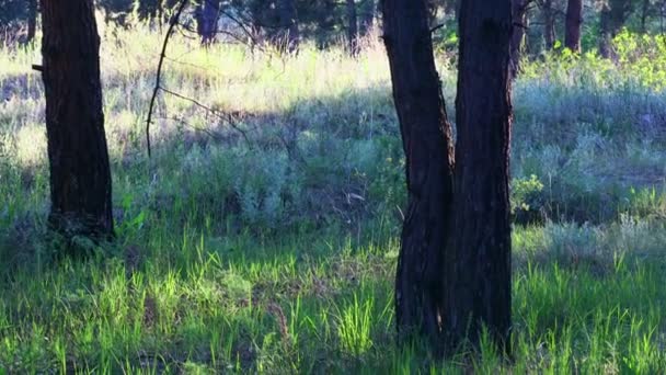 晚上在松林里 森林中树木的阴影 高大的松树 — 图库视频影像
