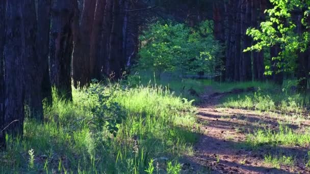 Akşam Bir Çam Ormanında Ormandaki Ağaçların Gölgeleri Uzun Çam Ağaçları — Stok video