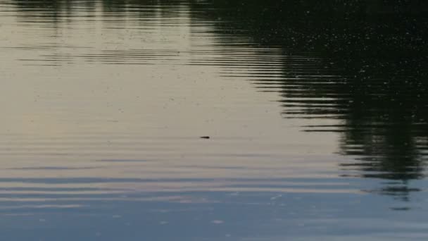 Uitgestrektheid Van Het Water Kleine Golven Reflectie Water — Stockvideo