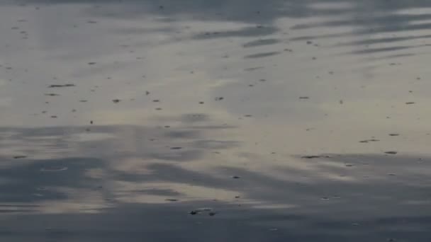 étendue d'eau. petites vagues. réflexion dans l'eau 