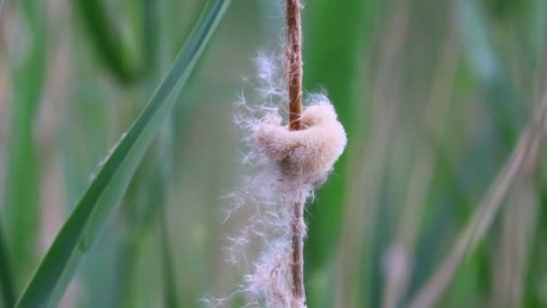 Juncos Velhos Vento Reed Fluff — Vídeo de Stock