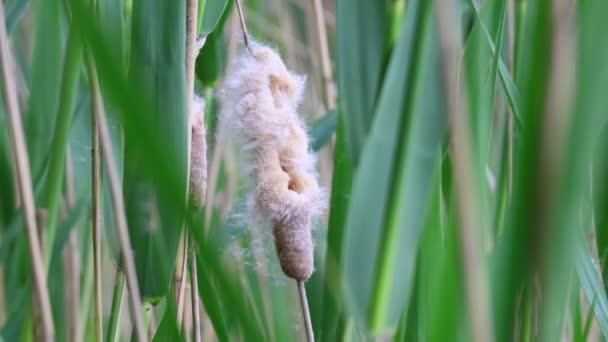 Altes Schilf Wind Schilfflaum — Stockvideo