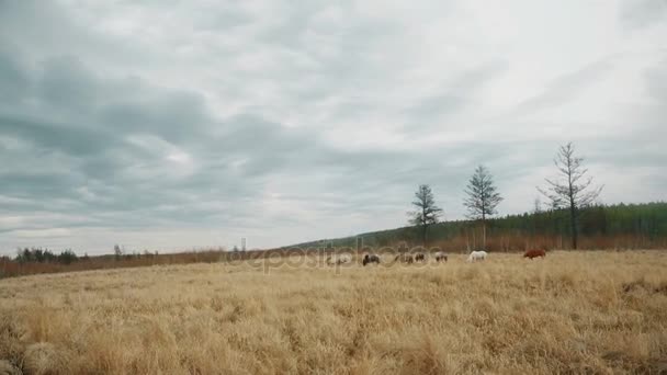 Caballos pastan en un campo Full HD — Vídeo de stock