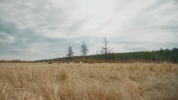 Pferde grasen auf einem Feld voller Schafe — Stockvideo