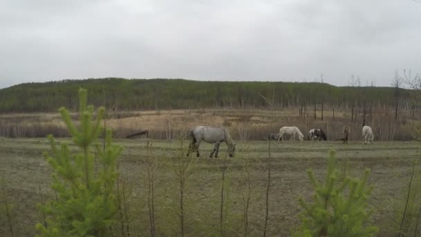 Besättningen av hästar betar i naturen 4k — Stockvideo