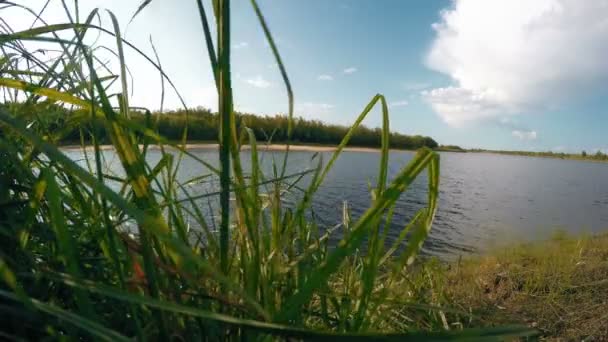 Ηλιόλουστη μέρα του καλοκαιριού στον ποταμό. Φύση φόντο. 4k — Αρχείο Βίντεο