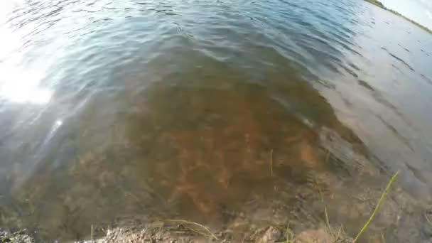 Dia ensolarado de verão no rio. Fundo da Natureza. 4K — Vídeo de Stock