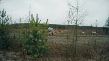 Atlarınızı 4 k doğada otlatmak sürüsü