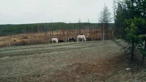 Troupeau vos chevaux paissent dans la nature 4K — Video