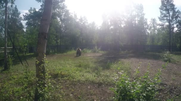 Медвежья наживка с собаками — стоковое видео