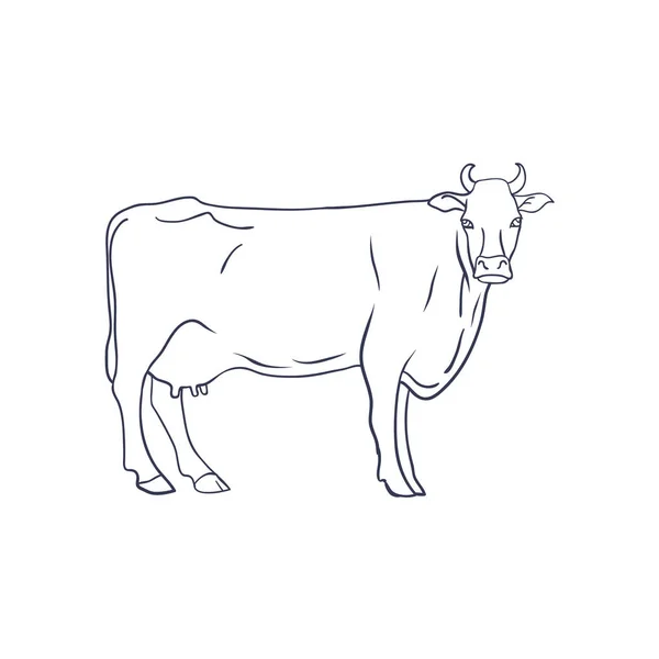 Vector de vaca sobre fondo blanco. Granja animal. Vector — Archivo Imágenes Vectoriales