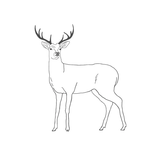 Cervos desenhados à mão isolados sobre fundo branco. Vetor — Vetor de Stock